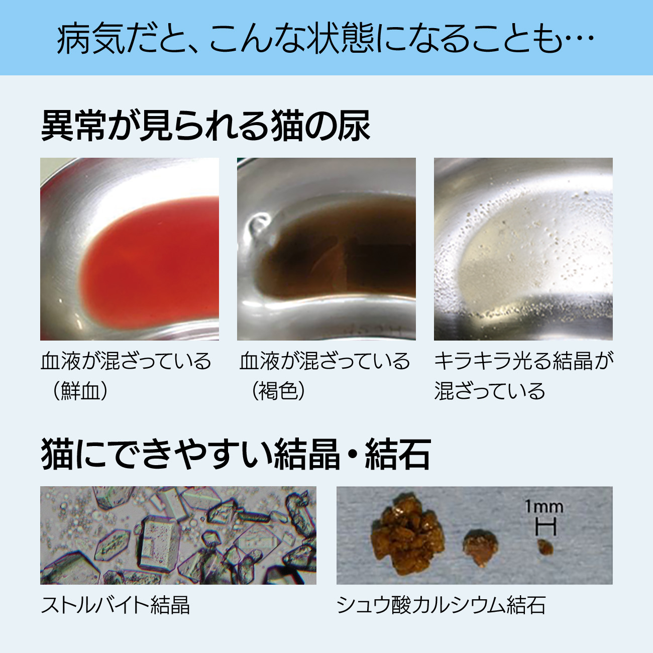 病気だと、こんな状態になることも。異常が見られる猫の尿：血液が混ざっている（鮮血）／血液が混ざっている（褐色）／キラキラ光る結晶が混ざっている。猫にできやすい結晶・結石：ストルバイト結晶／シュウ酸カルシウム結石