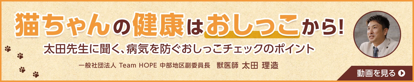 猫ちゃんの健康はおしっこから！太田先生に聞く、病気を防ぐおしっこチェックのポイント 一般社団法人 Team HOPE 中部地区副委員長 獣医師 太田 理造