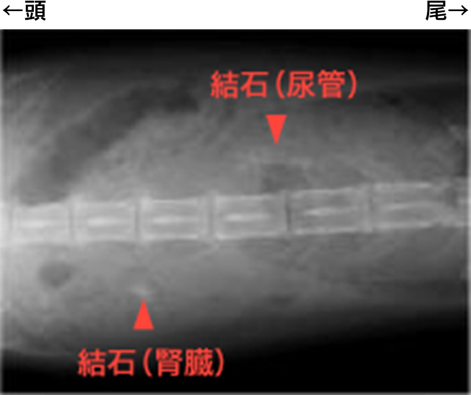 猫の尿路結石のレントゲン写真（腎臓、尿管）