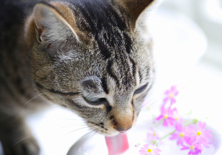 水を飲む猫の写真