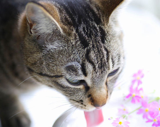水を飲む猫の写真