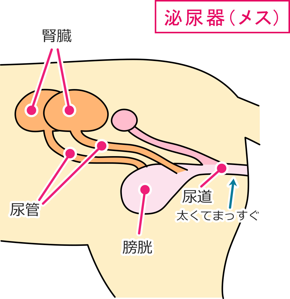 オス猫の泌尿器の構造（腎臓、尿管、膀胱、尿道）イラスト画像
