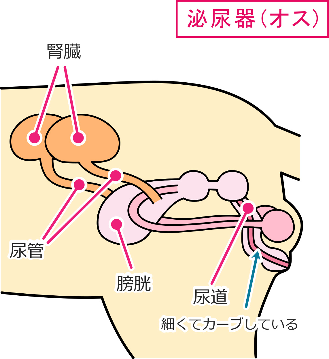 オス猫の泌尿器の構造(腎臓、尿管、膀胱、尿道)イラスト画像