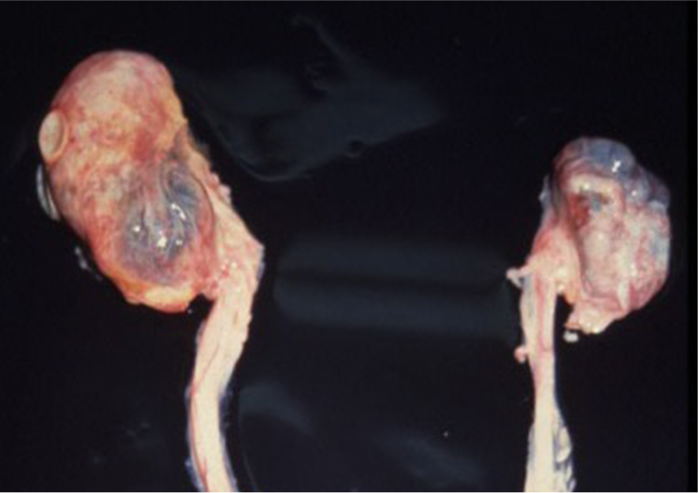 猫の先天性の腎形成不全の写真