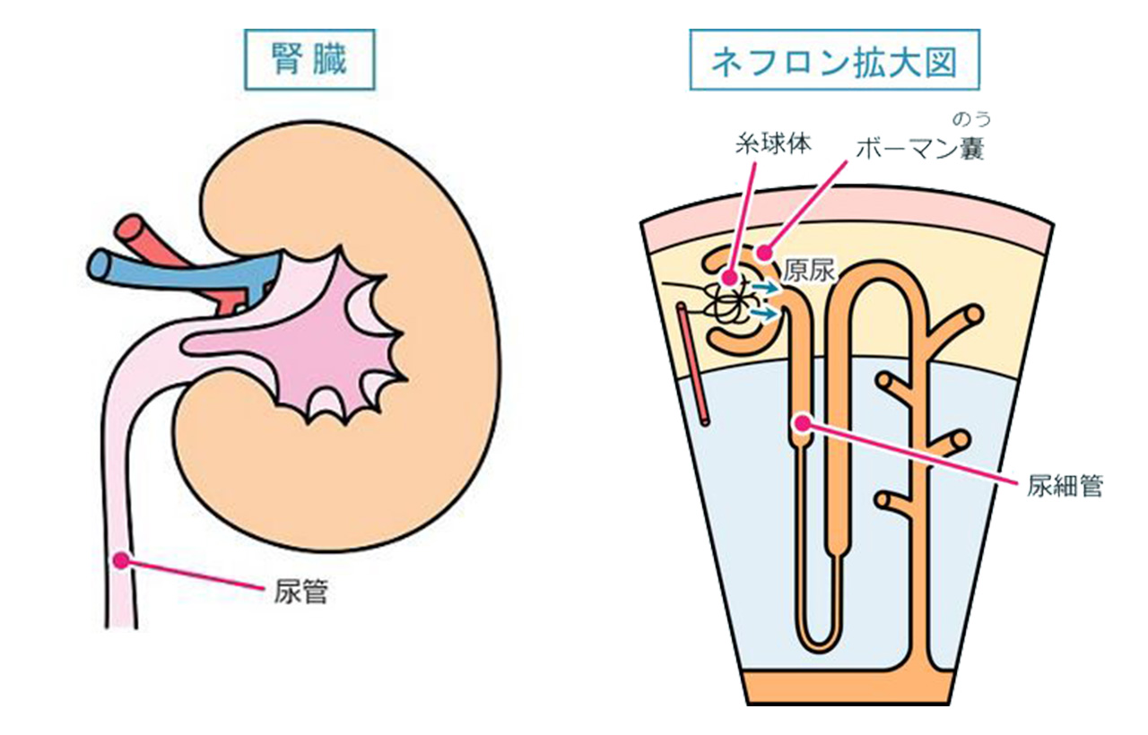 猫の腎臓　ネフロン拡大図　イラスト画像