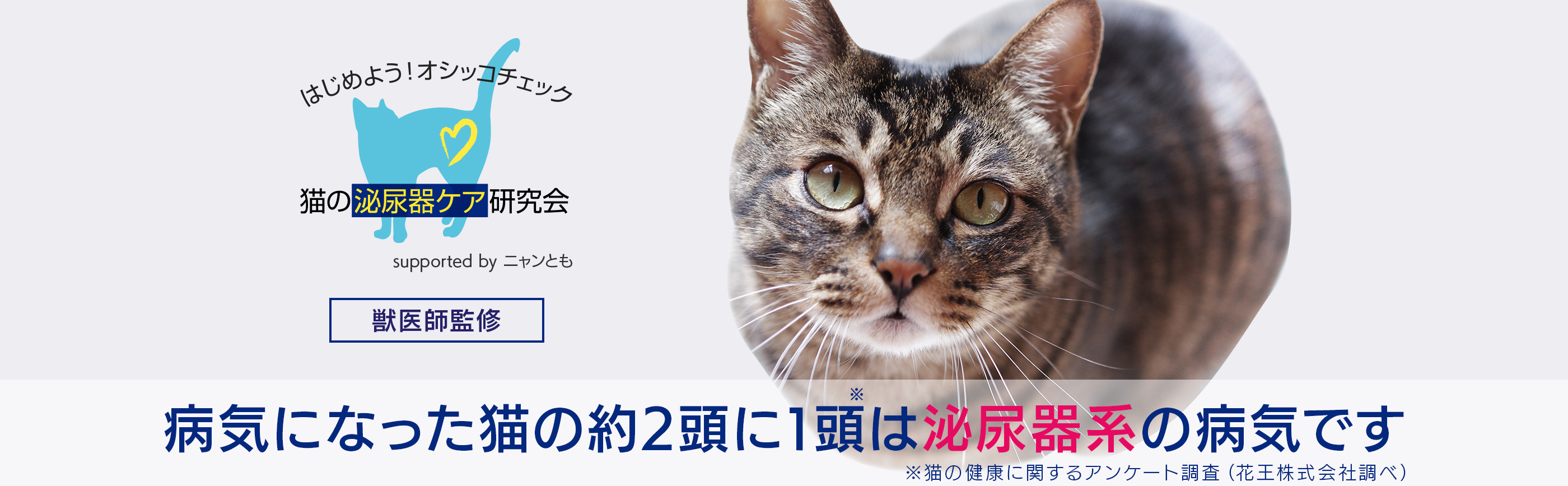 猫の泌尿器ケア研究会【獣医師監修】はじめよう！オシッコチェック　病気になった猫の約2頭に1頭は泌尿器系の病気です　※猫の健康に関するアンケート調査（花王株式会社調べ）