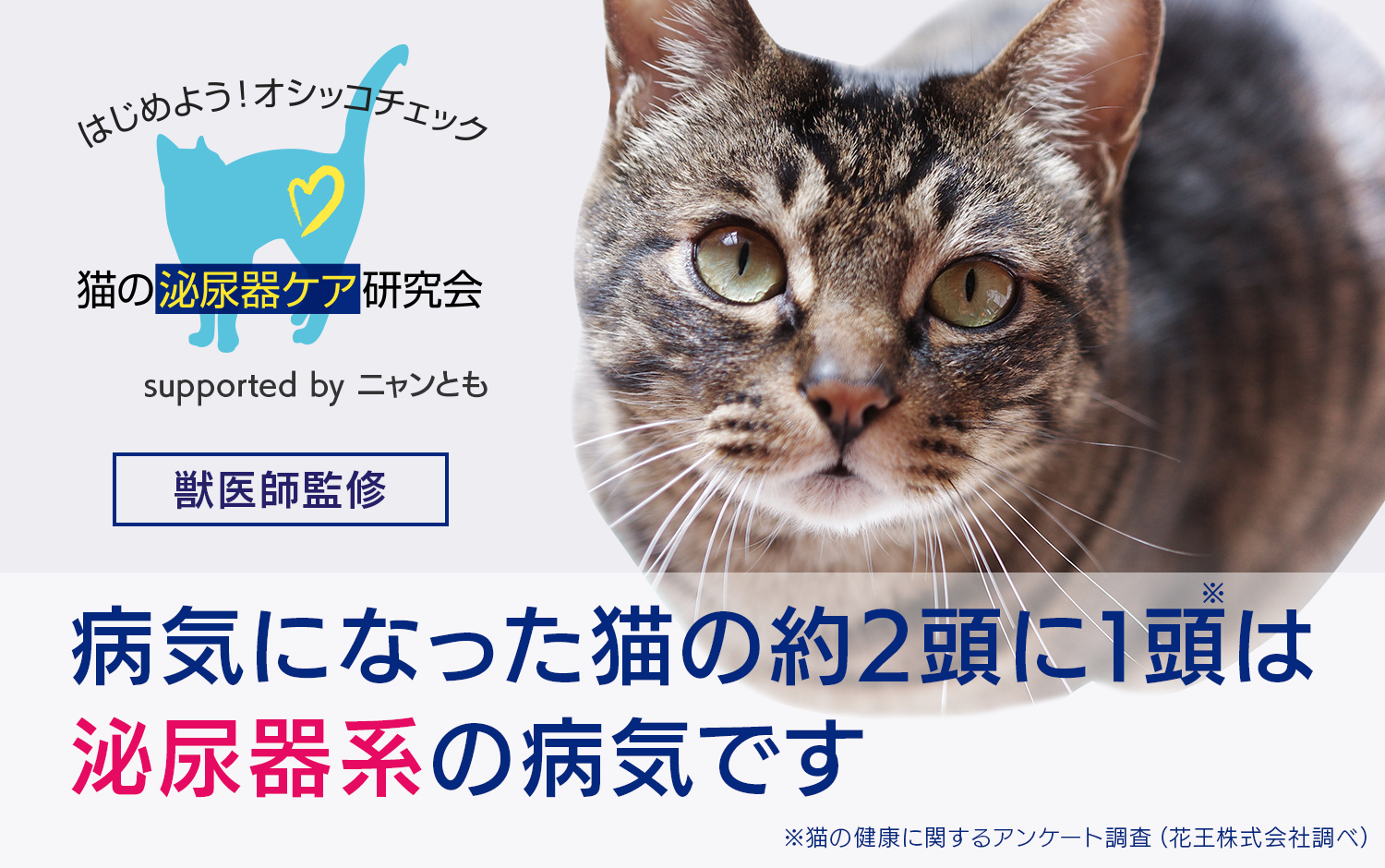 猫の泌尿器ケア研究会【獣医師監修】はじめよう！オシッコチェック　病気になった猫の約2頭に1頭は泌尿器系の病気です　※猫の健康に関するアンケート調査（花王株式会社調べ）