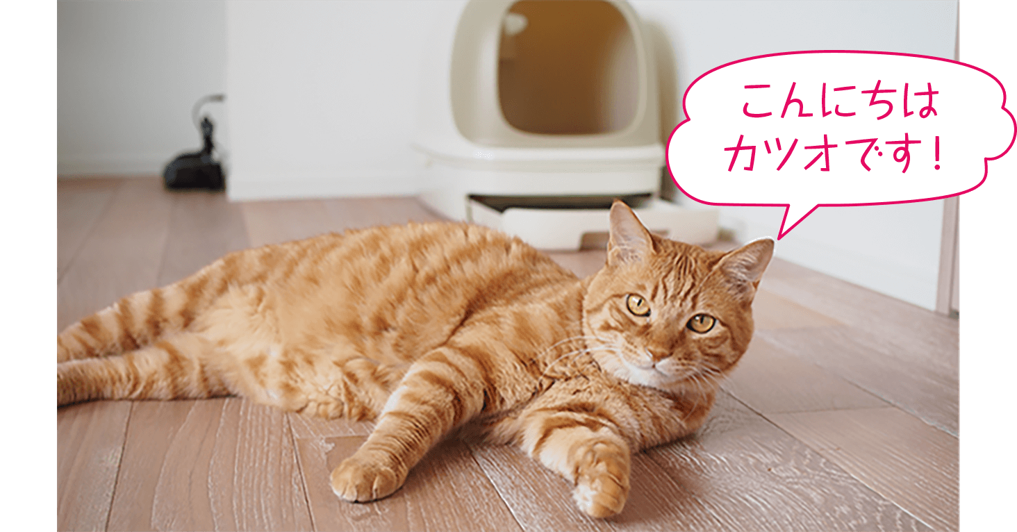山本宗伸先生の愛猫・カツオちゃんの写真