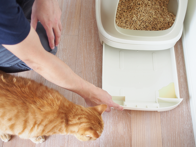 猫専門獣医師に教わる!カンタン採尿と尿検査|猫の泌尿器ケア 猫専門獣医師に教わる!カンタン採尿と尿検査|猫の泌尿器ケア