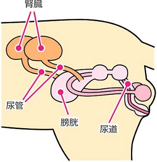 泌尿器の構造（腎臓、尿管、膀胱、尿道）イラスト画像