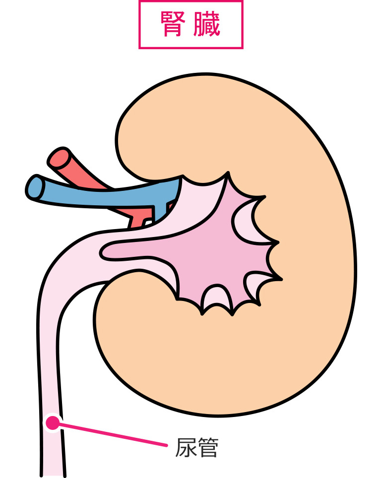 猫の腎臓の構造 イラスト画像