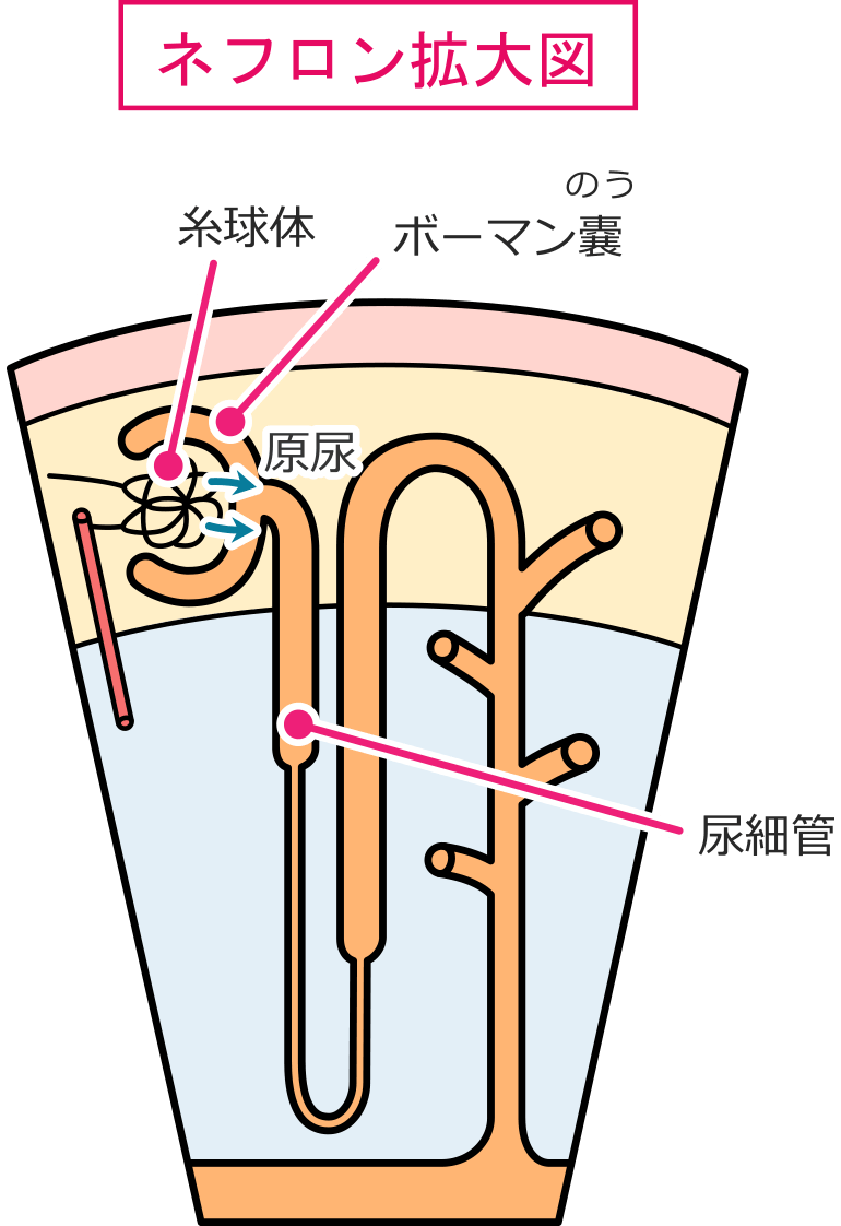 ネフロン拡大図（糸球体、ボーマン嚢、尿細管）イラスト画像