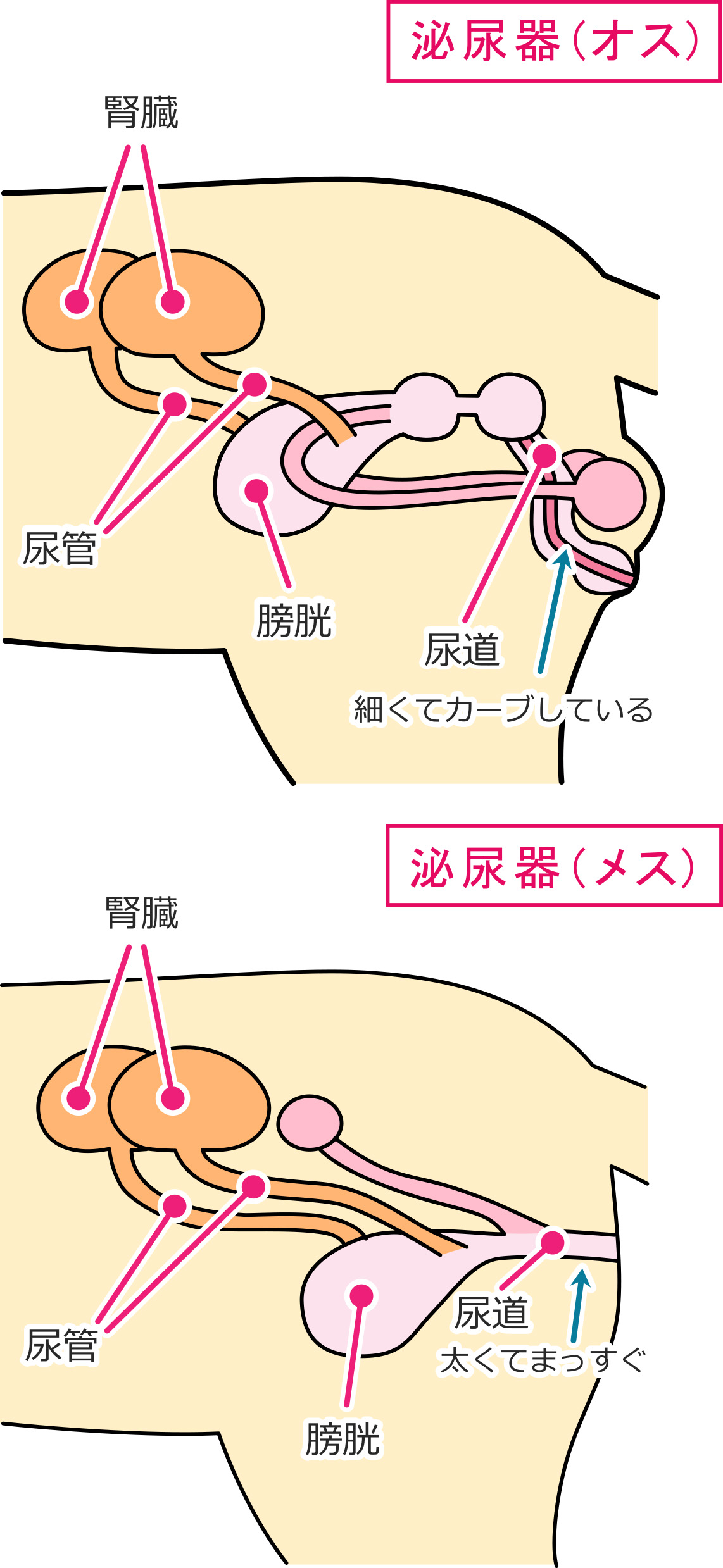 オス猫・メス猫の泌尿器の構造図（腎臓、尿管、膀胱、尿道）イラスト画像