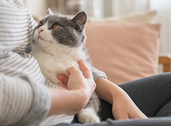 猫の泌尿器ケア研究会 supported by ニャンとも｜エステー株式会社